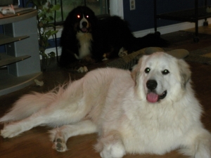 Safe Great Pyrenees in Garland, TX