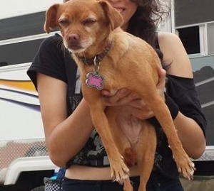 Safe Chihuahua in Bakersfield, CA