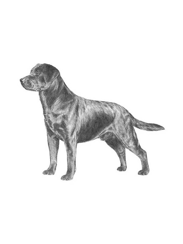 Safe Labrador Retriever in Echo, OR