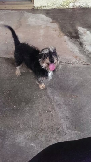 Safe Cairn Terrier in Pearland, TX