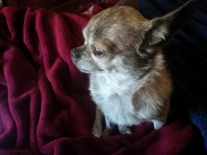 Safe Chihuahua in Copperas Cove, TX