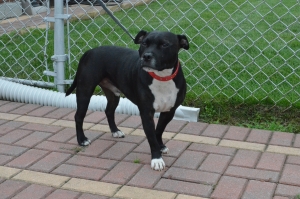 Safe Staffordshire Bull Terrier in Uniondale, NY