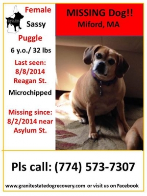 Safe Pug in Milford, MA
