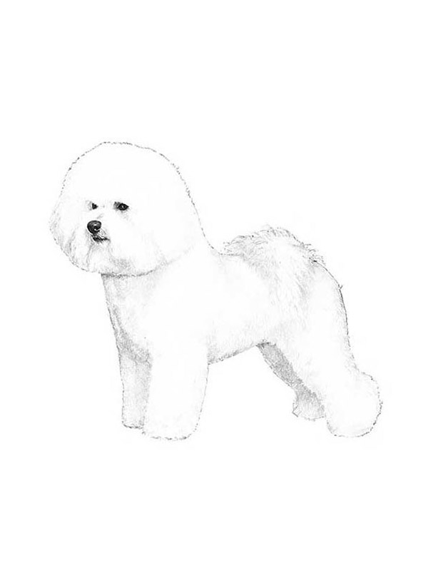 Safe Bichon Frise in Watchung, NJ