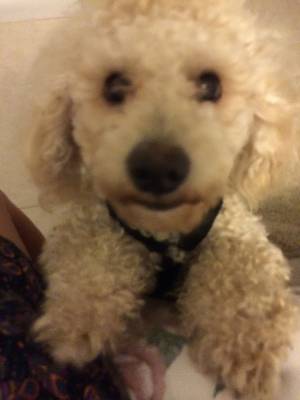 Safe Poodle in Clearwater, FL
