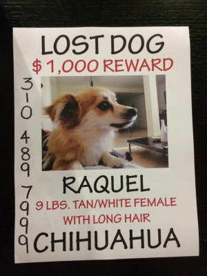 Safe Chihuahua in Tarzana, CA