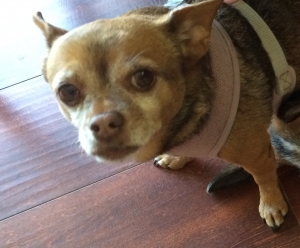 Safe Chihuahua in Ventura, CA