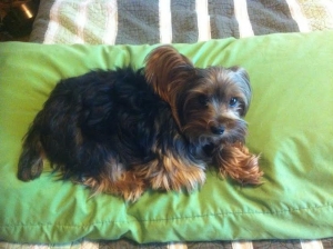 Safe Yorkshire Terrier in Rancho Cucamonga, CA