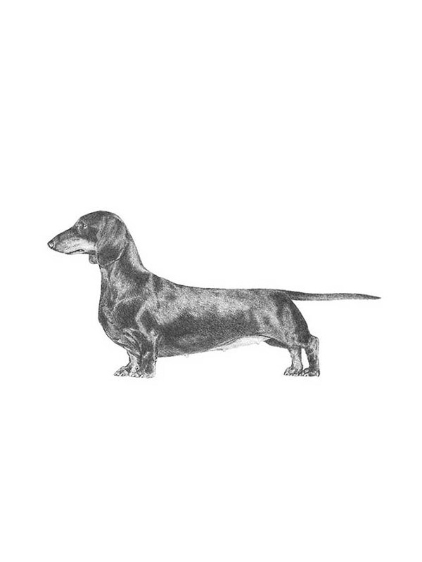 Safe Dachshund in Kendall, NY