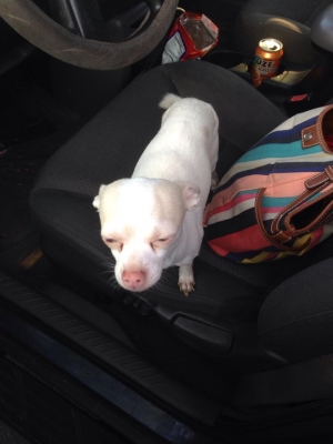 Safe Chihuahua in Islip, NY