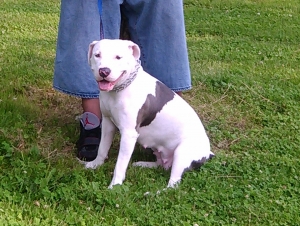 Safe Pit Bull in Milwaukee, WI
