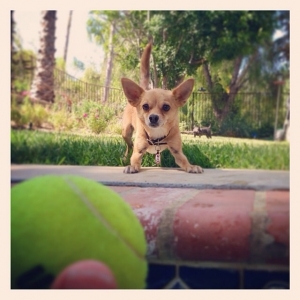 Safe Chihuahua in Laguna Hills, CA