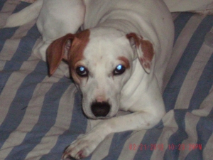 Safe Jack Russell Terrier in Holiday, FL