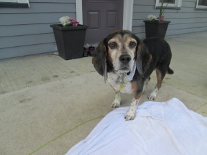Safe Beagle in Allentown, PA