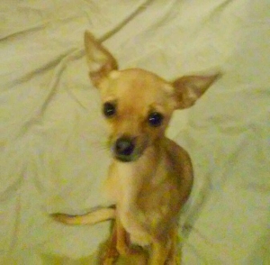 Safe Chihuahua in Surprise, AZ