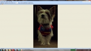 Safe Yorkshire Terrier in Broomfield, CO