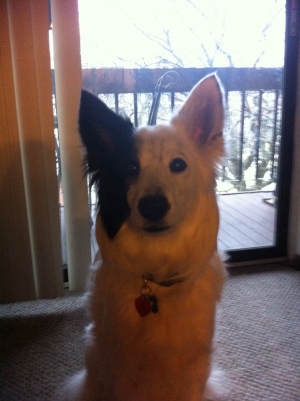 Safe Border Collie in Oak Forest, IL