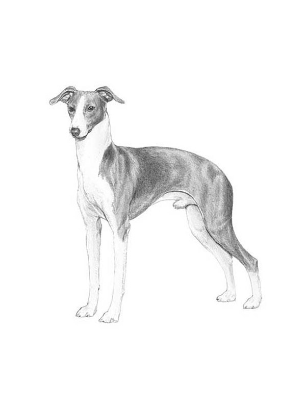 Safe Italian Greyhound in Bensalem, PA