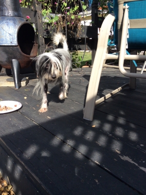 Safe Chinese Crested in Valley Stream, NY