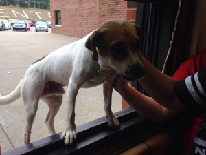 Safe Jack Russell Terrier in Saint Joseph, MO
