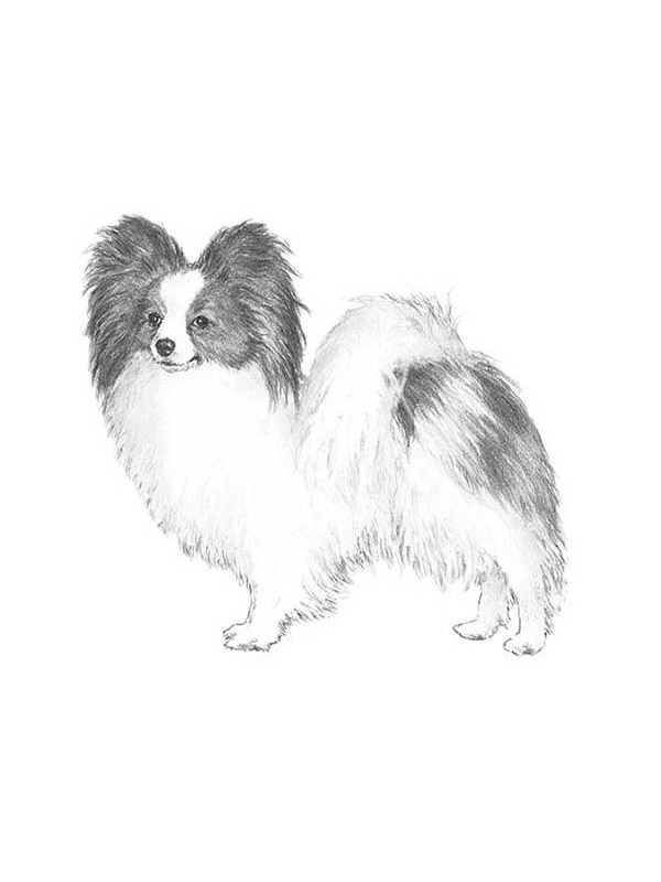 Safe Papillon in Holiday, FL