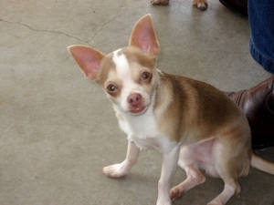 Safe Chihuahua in North Richland Hills, TX