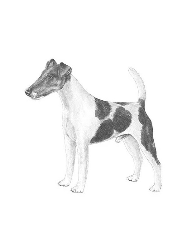 Safe Smooth Fox Terrier in Victor, NY