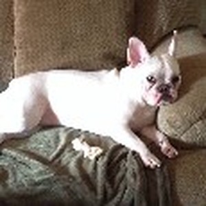 Safe French Bulldog in Prospect Heights, IL