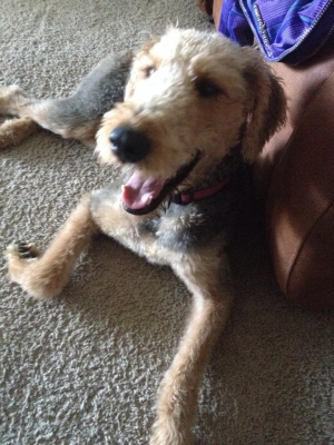 Safe Airedale Terrier in Lexington, KY