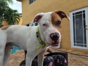 Safe American Bulldog in Miami, FL