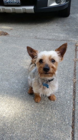 Safe Silky Terrier in Bellevue, WA