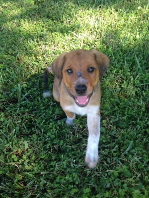 Safe Bloodhound in Largo, FL