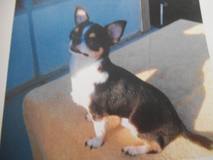Safe Chihuahua in Sun City, CA