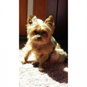 Safe Yorkshire Terrier in Liverpool, NY