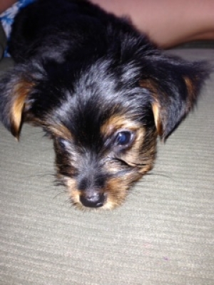 Safe Yorkshire Terrier in Freeport, NY