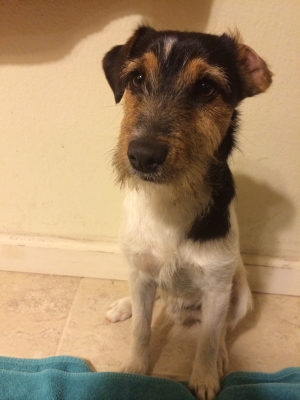 Safe Jack Russell Terrier in Winton, CA
