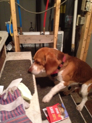 Safe Beagle in East Stroudsburg, PA