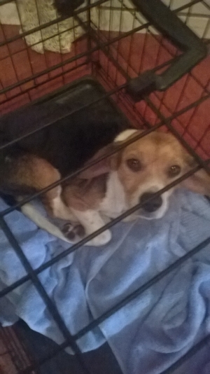 Safe Beagle in Woodford, VA