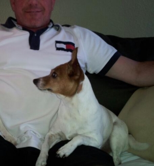 Safe Jack Russell Terrier in Temecula, CA