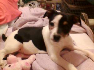 Safe Jack Russell Terrier in Greensboro, NC