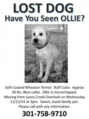 Safe Soft Coated Wheaten Terrier in Dunkirk, MD