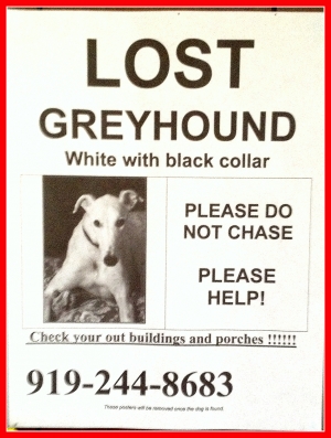 Safe Greyhound in Kerhonkson, NY