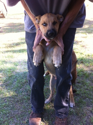 Safe German Shepherd Dog in Thomasville, GA