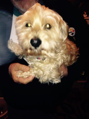 Safe Yorkshire Terrier in Fairless Hills, PA