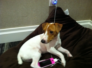 Safe Jack Russell Terrier in Brooklyn, NY