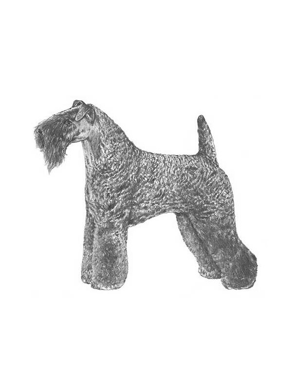 Safe Kerry Blue Terrier in Grants Pass, OR