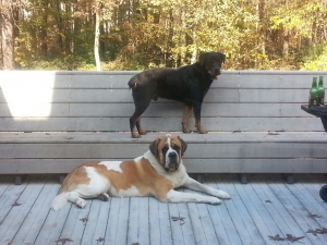 Safe Rottweiler in Lithia Springs, GA