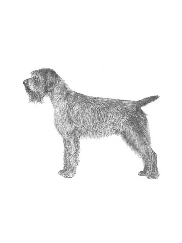 Safe Wirehaired Pointing Griffon in Spanish Fork, UT