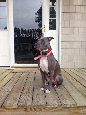Safe American Staffordshire Terrier in Lake City, FL