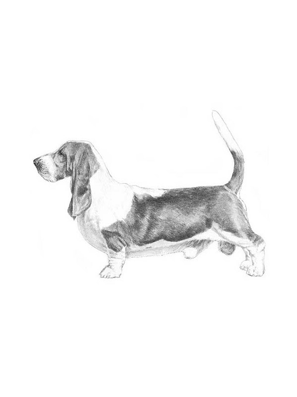 Safe Basset Hound in Holly Springs, NC